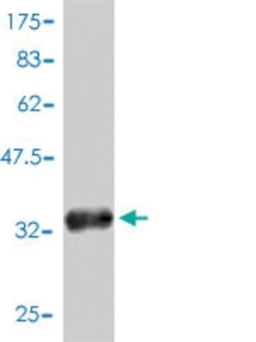 Monoclonal Anti-C6orf115 antibody produced in mouse