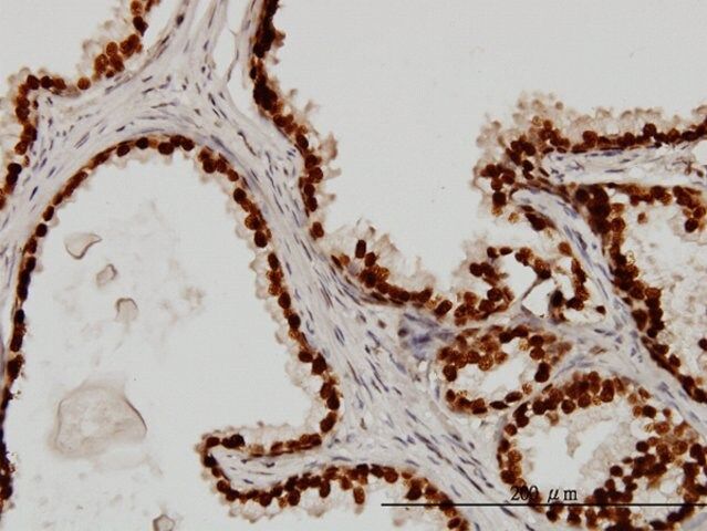 Monoclonal Anti-FOXA1 antibody produced in mouse