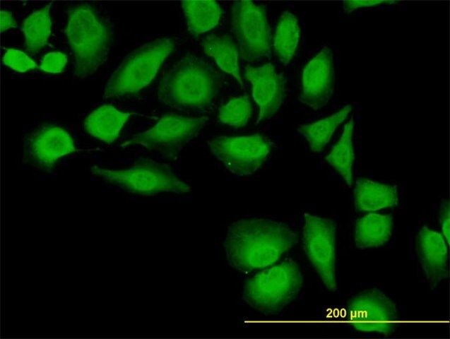 Monoclonal Anti-TXN antibody produced in mouse