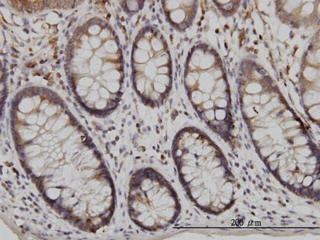 Monoclonal Anti-USP48 antibody produced in mouse