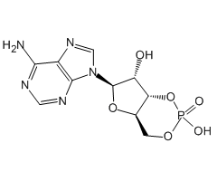 Adenosine 3',5'-cyclophosphate