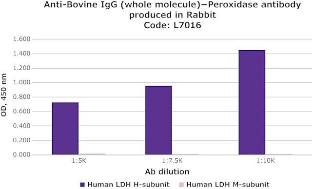 Monoclonal Anti-LDH (H-Subunit) antibody produced in mouse