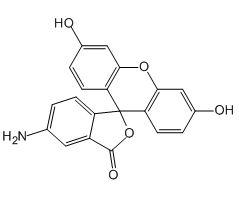 5(6)-Aminofluorescein