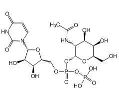 Uridine-5'-diphospho-N-acetylgalactosamine disodium salt