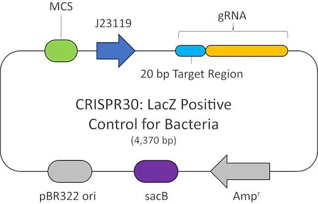 CRISPR <i>LacZ </i>Positive Control plasmid for Bacteria