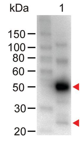 Anti-Human IgG (H+L)-Peroxidase antibody produced in chicken