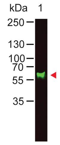 Anti-Monkey IgA (-chain specific) antibody produced in goat