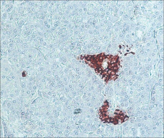 Anti-Guinea Pig IgG (whole molecule)-Peroxidase antibody produced in rabbit