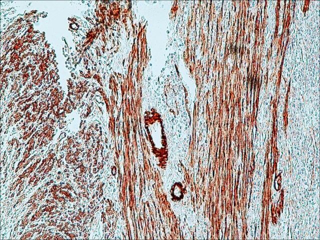 Anti-Mouse IgG (Fab specific)CPeroxidase antibody produced in goat