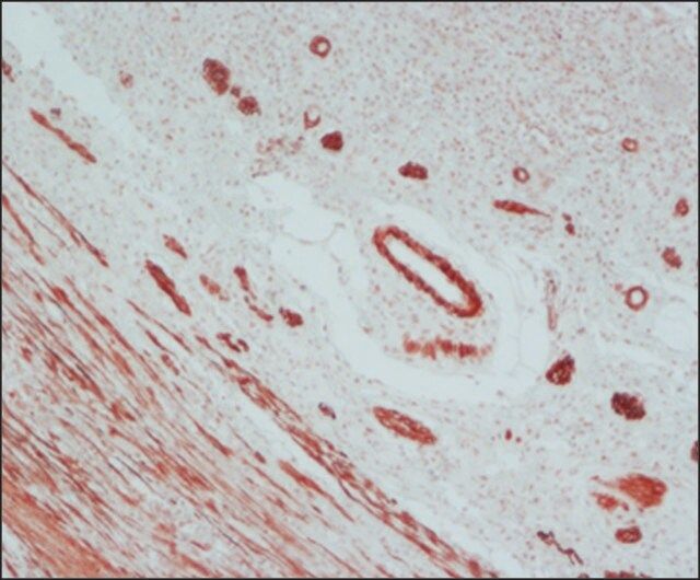 Anti-Mouse IgG (Fab specific)CPeroxidase antibody produced in goat