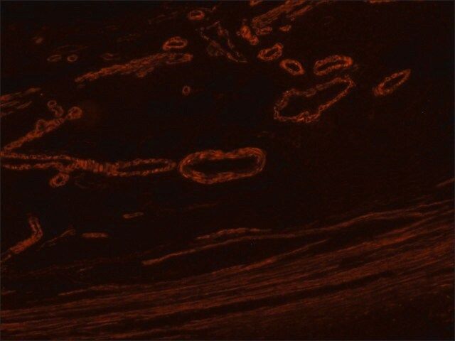 Anti-Mouse IgG (Fab specific)CTRITC antibody produced in goat