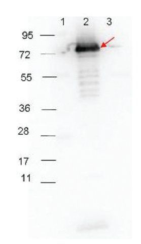 Anti-Rabbit IgG (H+L), highly cross adsorbed-Peroxidase antibody produced in goat