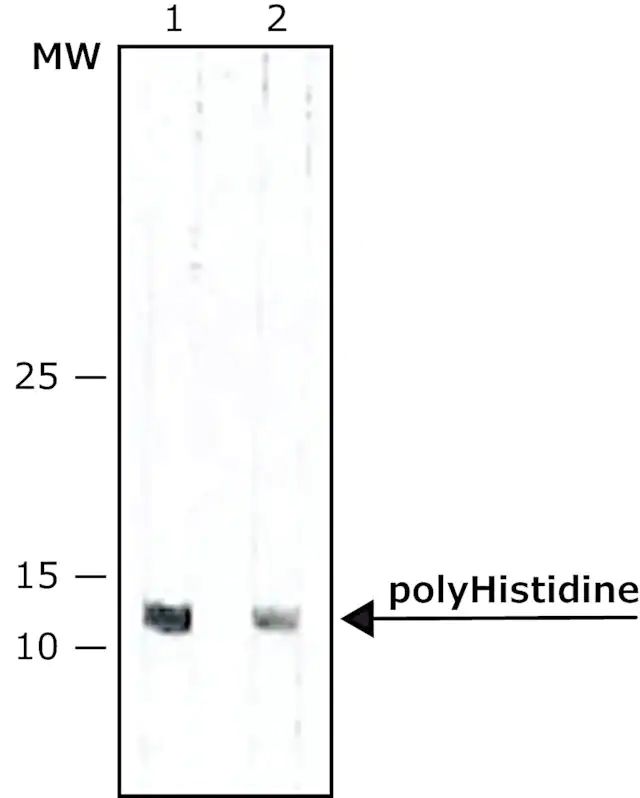 Anti-polyHistidine-Peroxidase antibody, Mouse monoclonal antibody produced in mouse