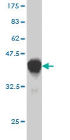 Monoclonal Anti-MYL5 antibody produced in mouse