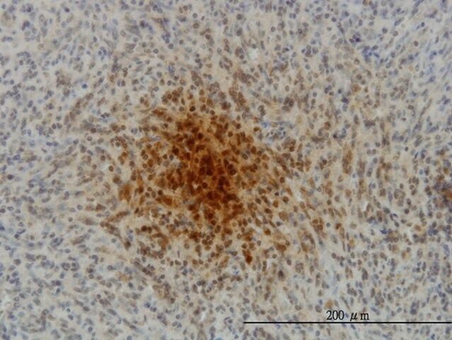 Monoclonal Anti-MYL1 antibody produced in mouse