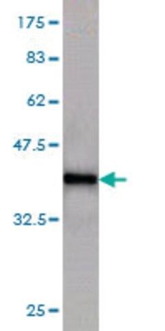 Monoclonal Anti-KAL1 antibody produced in mouse