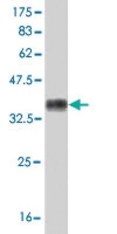 Monoclonal Anti-KDR antibody produced in mouse