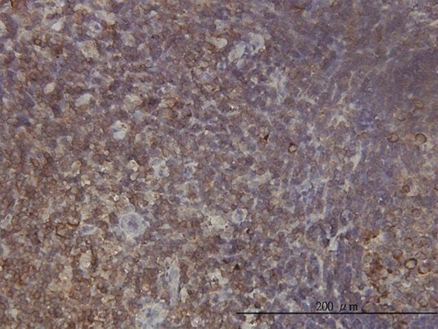 Monoclonal Anti-RPL9 antibody produced in mouse