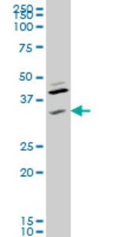 Monoclonal Anti-RNF41 antibody produced in mouse