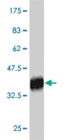 Monoclonal Anti-RNF186 antibody produced in mouse