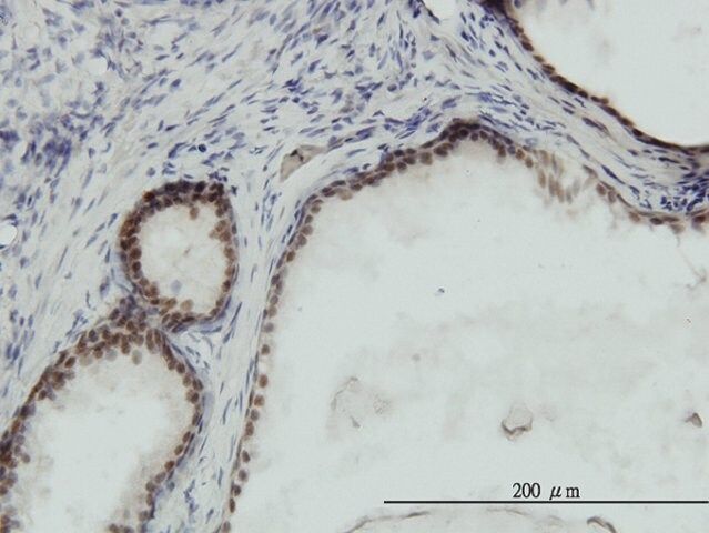 Monoclonal Anti-RPA3 antibody produced in mouse