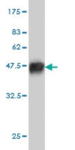 Monoclonal Anti-RNF127 antibody produced in mouse