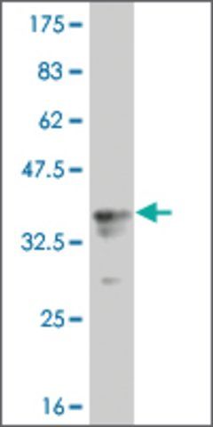 Monoclonal Anti-RPS6KA1 antibody produced in mouse