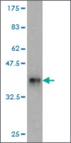 Monoclonal Anti-RPL18 antibody produced in mouse