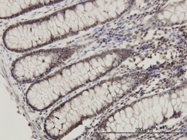 Monoclonal Anti-RPL14 antibody produced in mouse