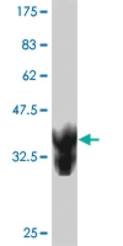 Monoclonal Anti-RNF157 antibody produced in mouse