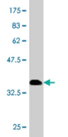 Monoclonal Anti-RNF26 antibody produced in mouse