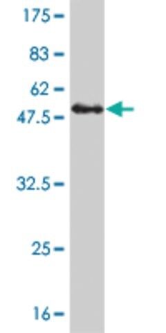 Monoclonal Anti-KIF26A antibody produced in mouse