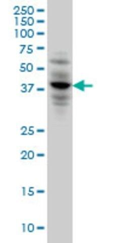 Monoclonal Anti-CACNG3 antibody produced in mouse