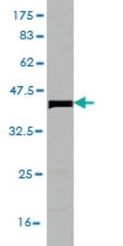 Monoclonal Anti-BTBD1 antibody produced in mouse