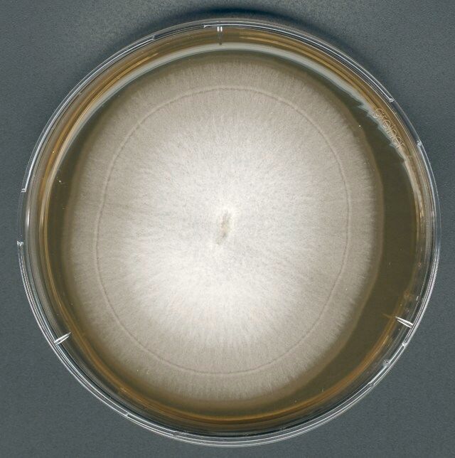 GranuCult<sup>®</sup> Malt extract agar