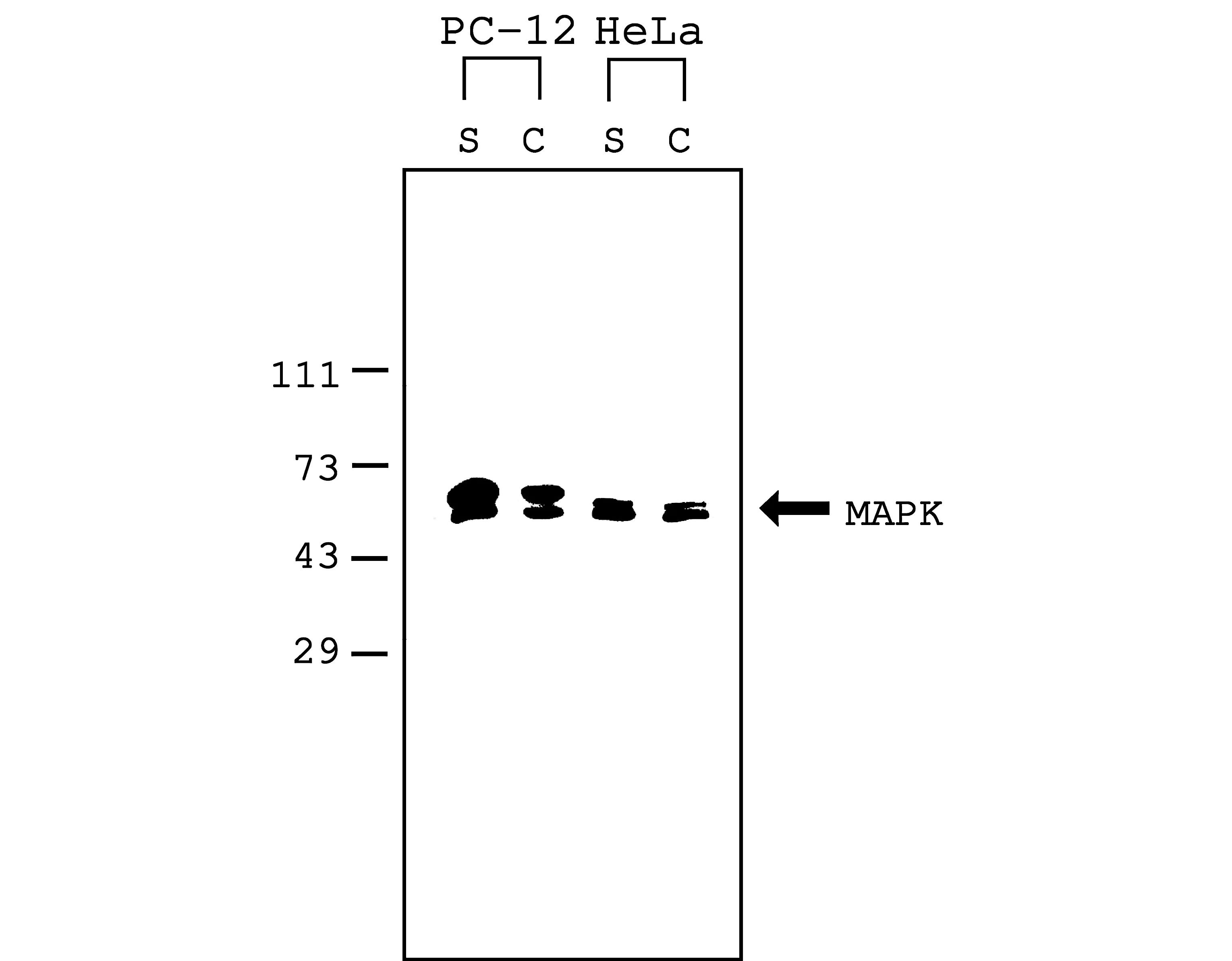 Mammalian Cell Lysis Kit