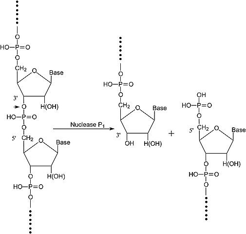 Nuclease P<sub>1</sub> from <i>Penicillium citrinum</i>