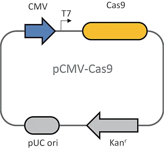 Cas9 plasmid