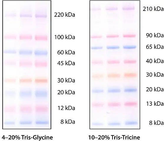 ColorBurst<sup>TM</sup> Electrophoresis Marker