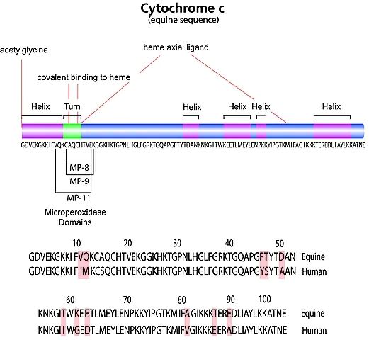 Cytochrome c from equine heart