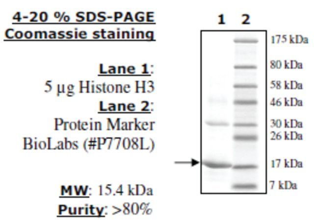 Histone H3 full length human