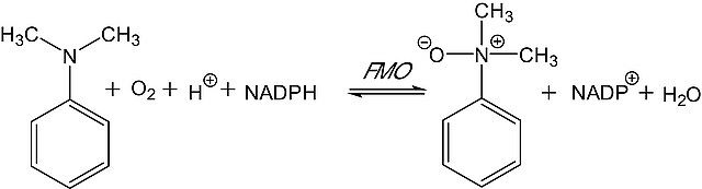 Flavin-Containing Monooxygenase-3, Microsomes human