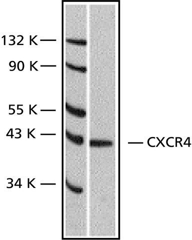 Anti-CXCR4 (Fusin) (182-196) antibody produced in rabbit