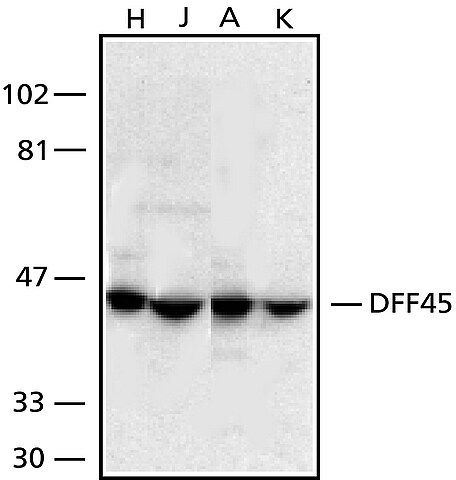 Anti-DFF45, C-Terminal antibody produced in rabbit