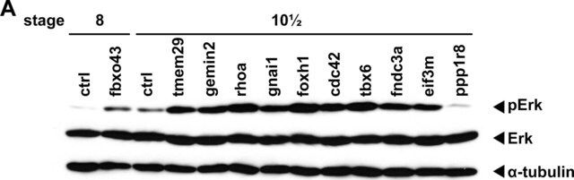 Anti-phospho-ERK1 (pThr<sup>202</sup>/pTyr<sup>204</sup>) and ERK2 (pThr<sup>185</sup>/pTyr<sup>187</sup>) antibody produced in rabbit