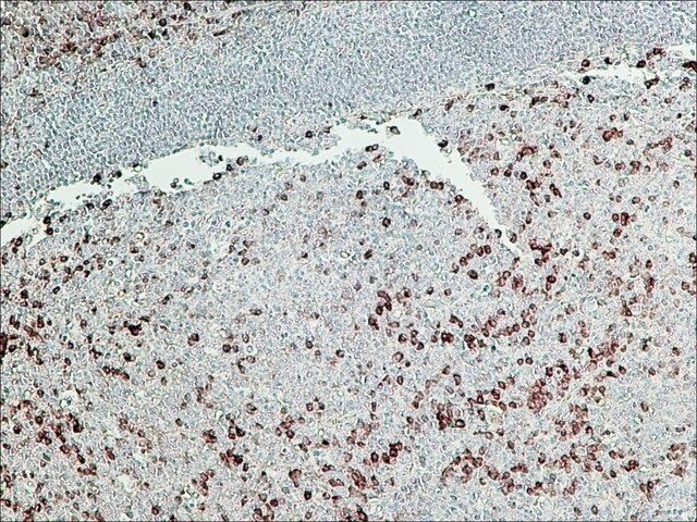 Anti-Rabbit IgG (-chain specific)CPeroxidase antibody, Mouse monoclonal