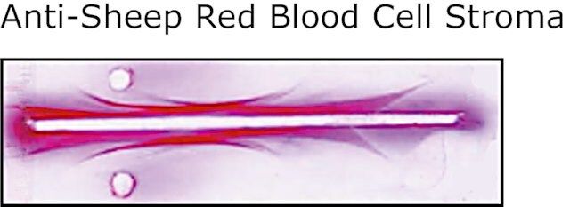 Anti-Sheep Red Blood Cell Stroma antibody produced in rabbit