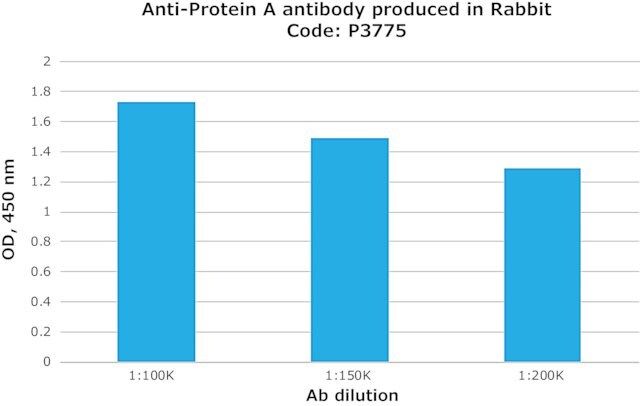 Anti-Protein A antibody produced in rabbit