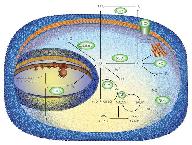 Superoxide Anion Assay Kit