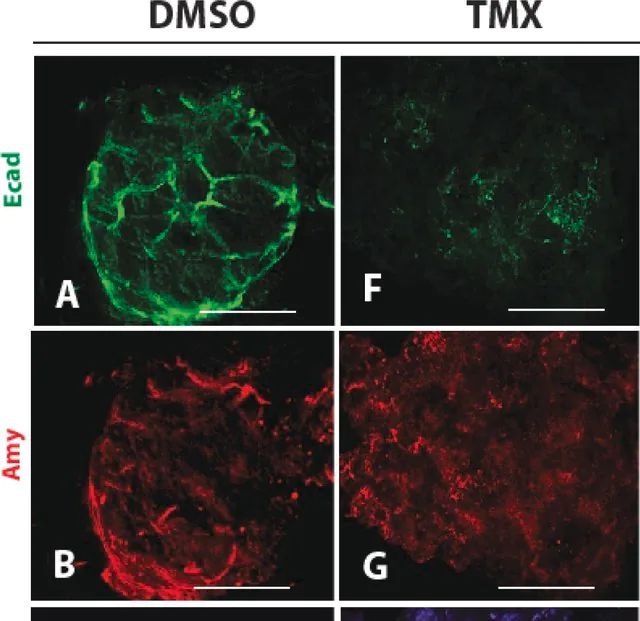 Anti--Amylase antibody produced in rabbit